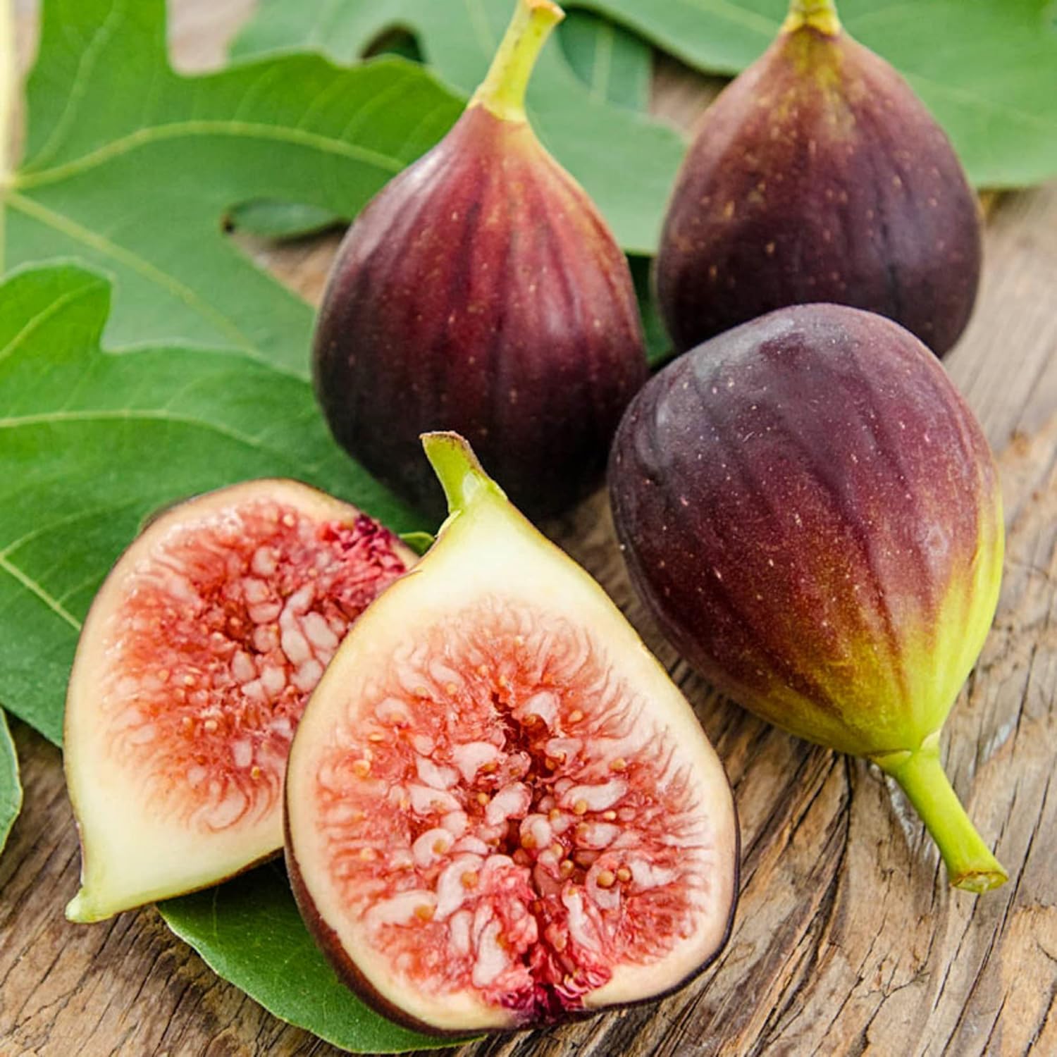 Brown Turkey fig Ficus carica seeds for urban orchard